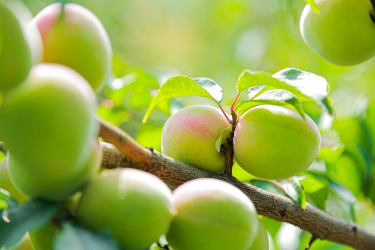 梅见:中国三千年极致风味,今天品尝正是时候|梅花|梅子|风味_新浪新闻