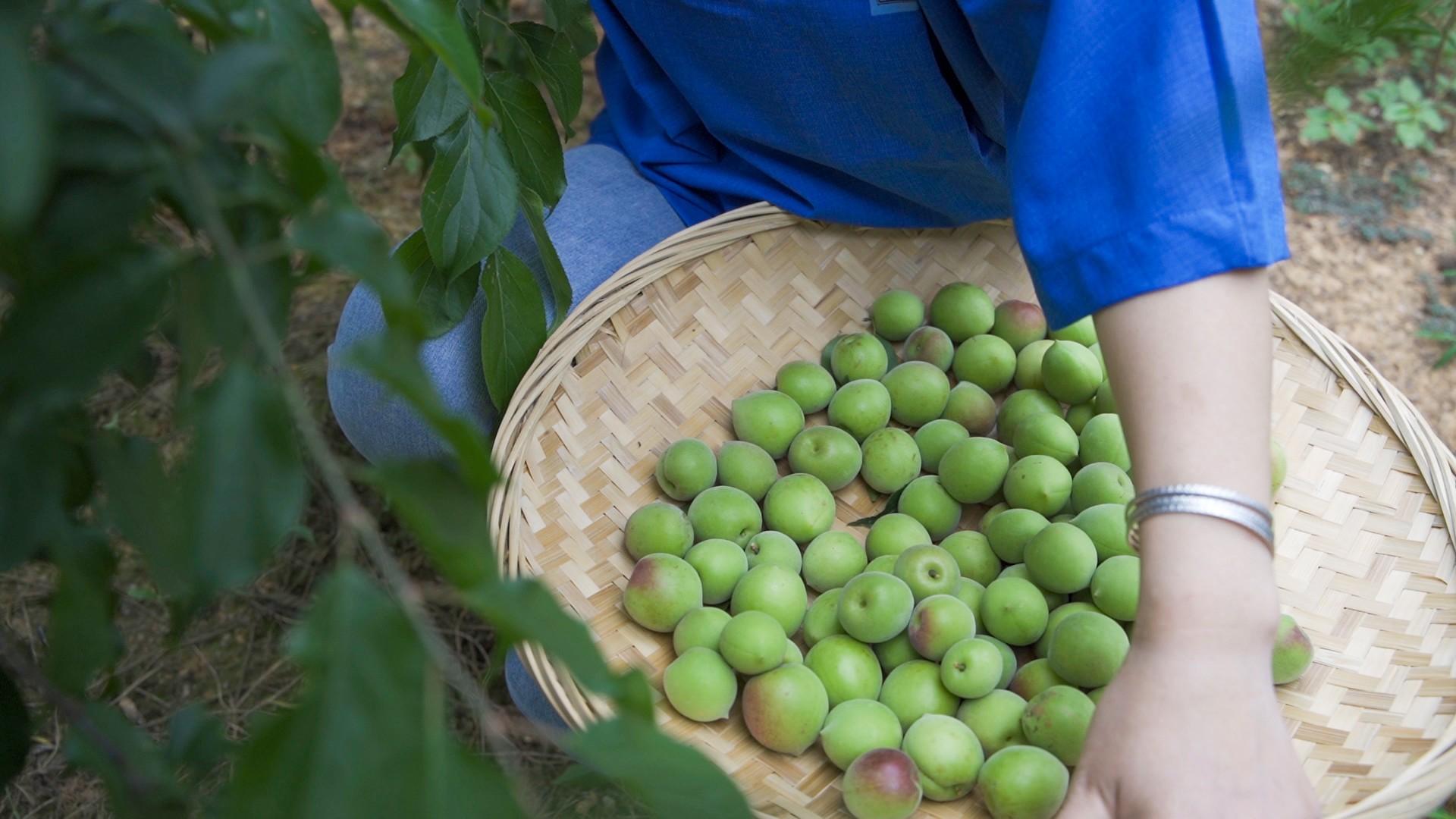 图片|果农采摘青梅