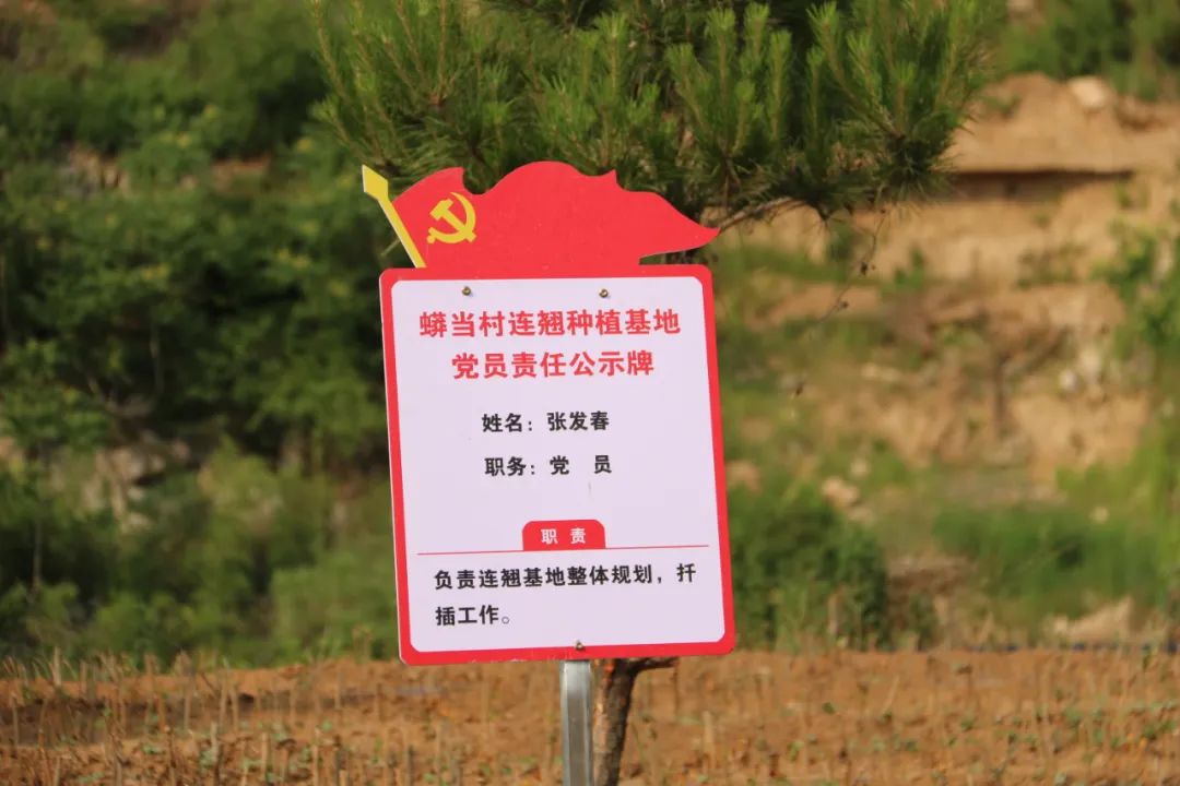蟒当村作为百亩连翘育苗基地示范村,党员责任公示牌随处可见,目前70亩