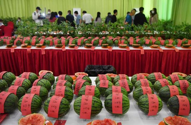 5月27日,北京大兴西瓜节全国西甜瓜擂台赛现场.新京报记者 李木易 摄