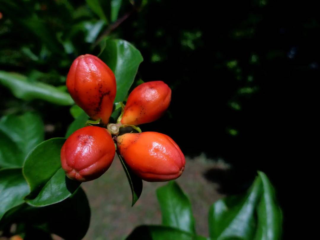 石榴花苞(图源网络)
