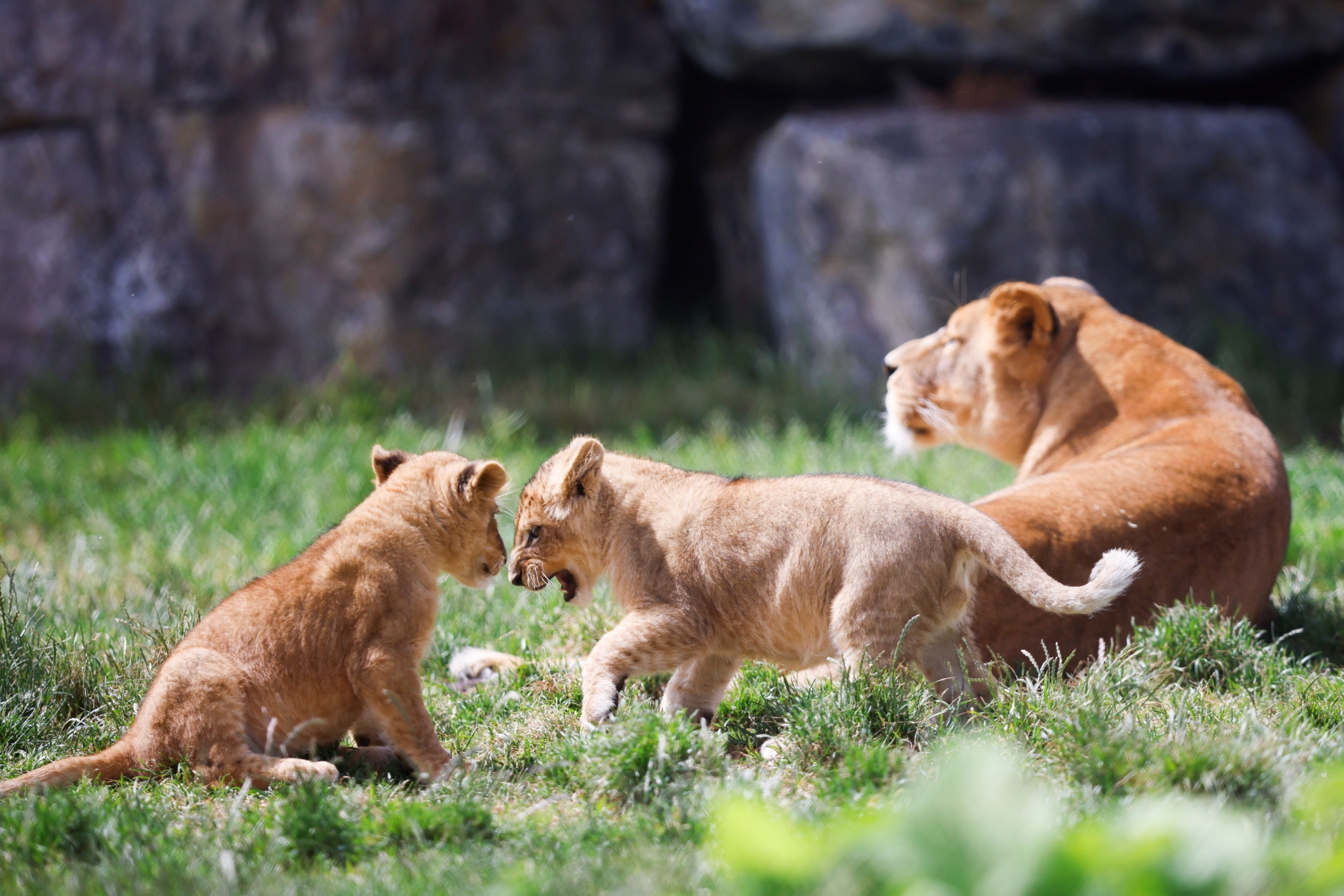 比利时动物园双胞胎狮子幼崽首次户外探险|狮子_新浪财经_新浪网