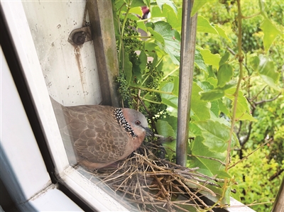 窗边的斑鸠宝宝出生啦