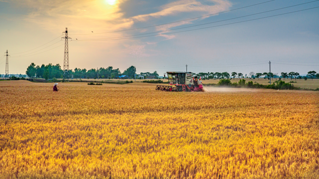 5月24日,联合收割机在河南邓州市赵集镇赵马村的麦田里收割作业.