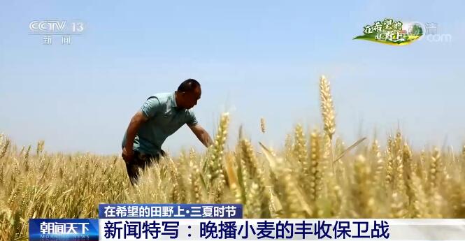 【在希望的田野上·三夏时节】上下同心措施得力 多地小麦增产和丰收趋势明显