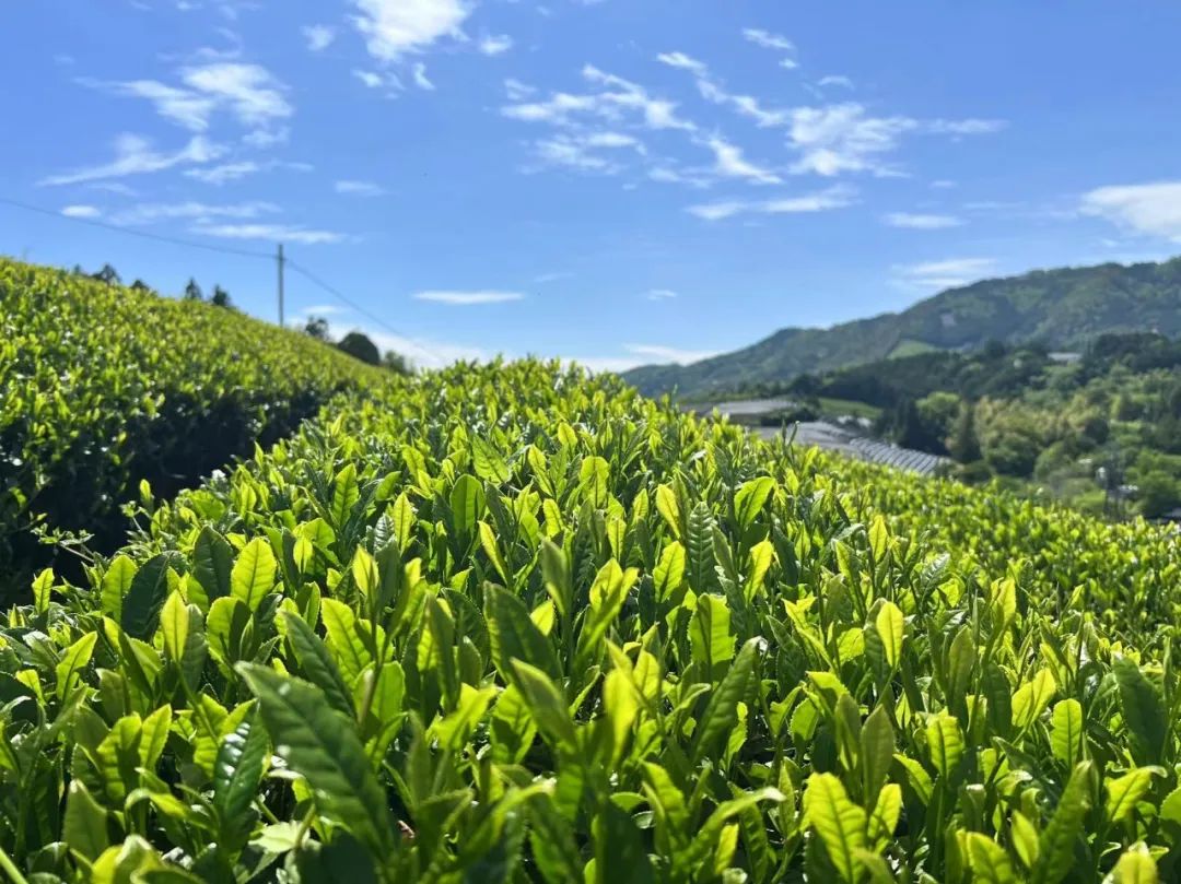 茶茶酱说会在这里等胖胖酱明年再来