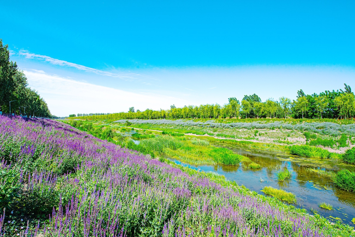 凤港减河水草丰美,河岸绿意盎然. 记者 常鸣/摄