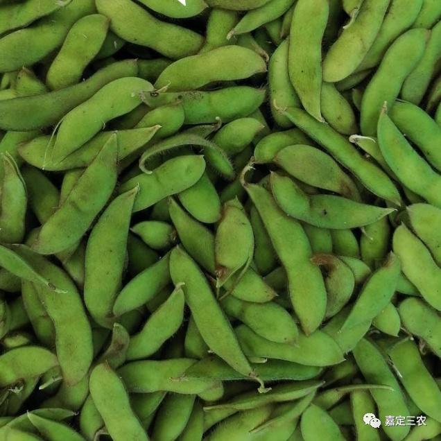 让又糯又酥的嘉定牛踏扁唤醒味蕾|毛豆_新浪财经_新浪网