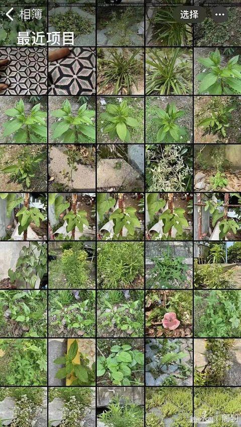 暴岩拍摄的部分野生植物照片