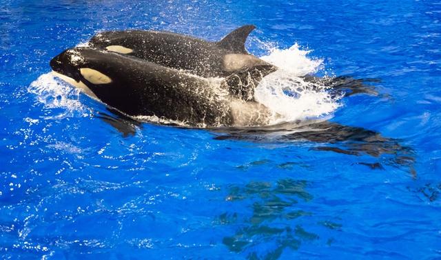 虎鲸宝宝首次曝光上海海昌海洋公园迎新生