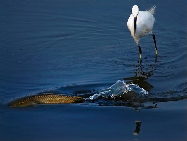 杭州西溪国家湿地公园拍摄到的白鹭