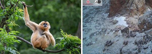 　　左图：极濒危物种海南长臂猿 右图：红外相机拍摄到的高原野生雪豹
