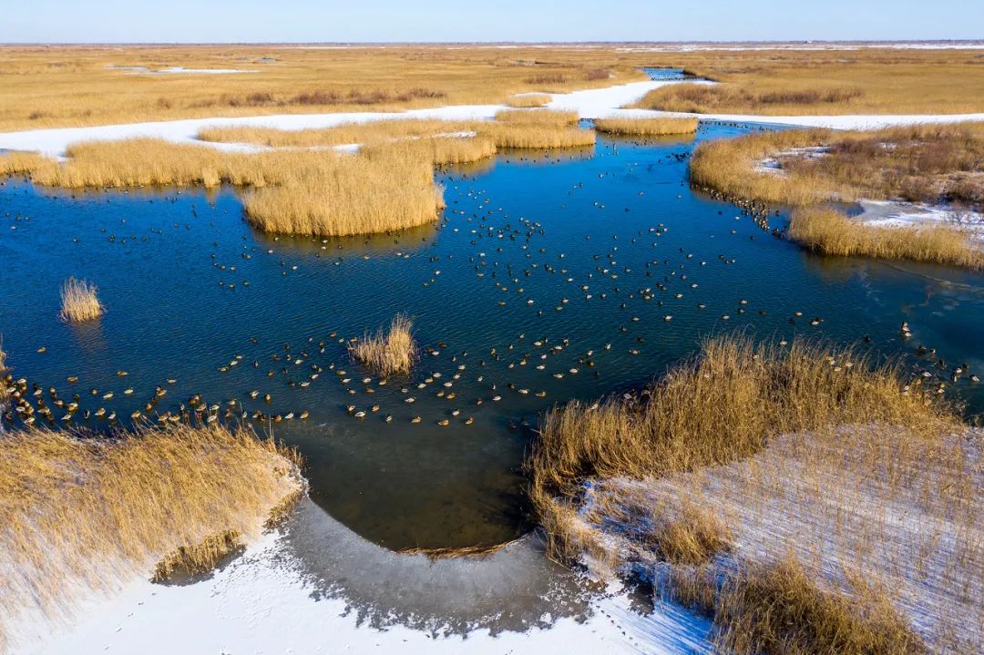 冬日黄河口印象 摄于黄河三角洲国家级自然保护区山东省东营市地处