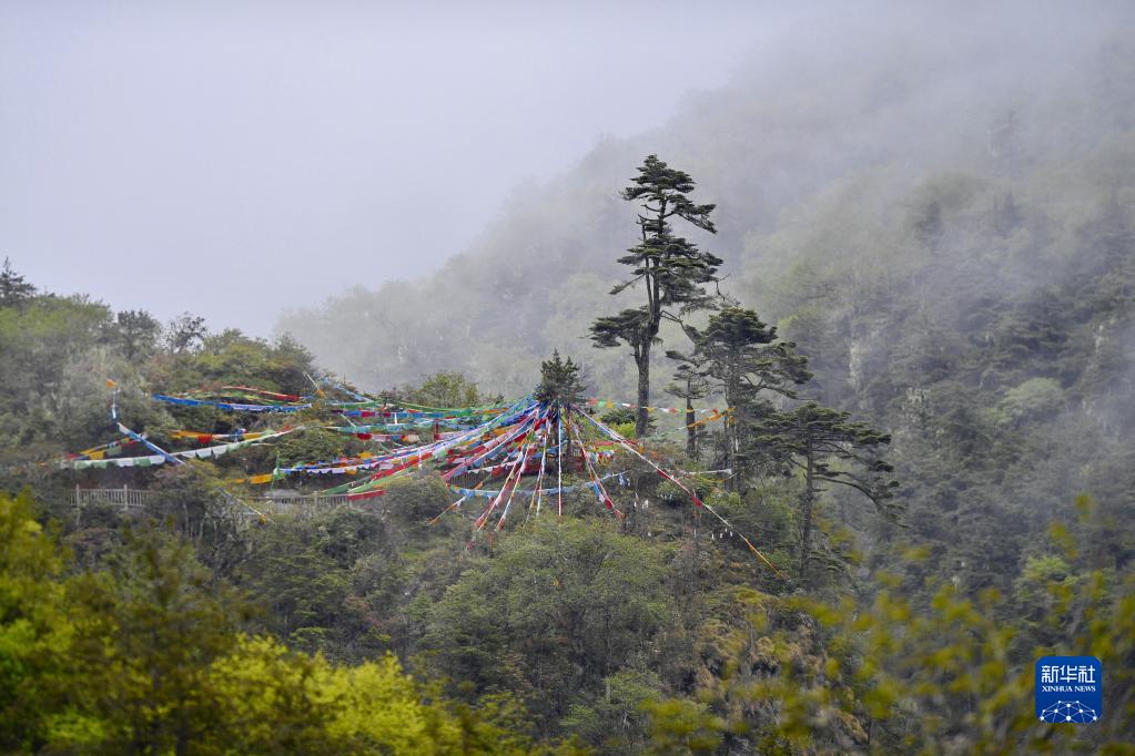  ��Ϣ��������ԭʼɭ����ĻƸ���ݺ��5��31���㣩���»������ ����� ��