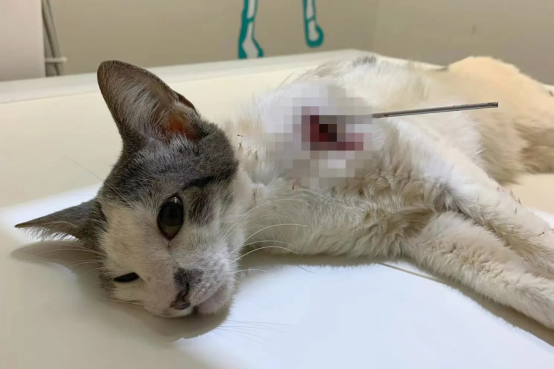 夏威夷一美军军营附近发现多只被吹箭射中的猫,美陆军展开调查