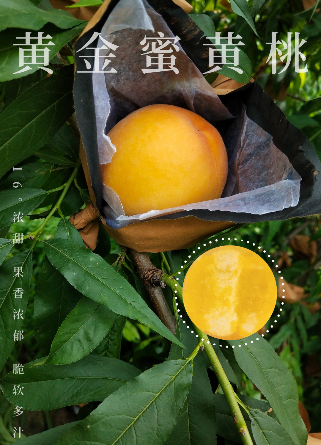 比黄桃罐头还好吃的 只有黄桃本桃了 黄桃 新浪财经 新浪网