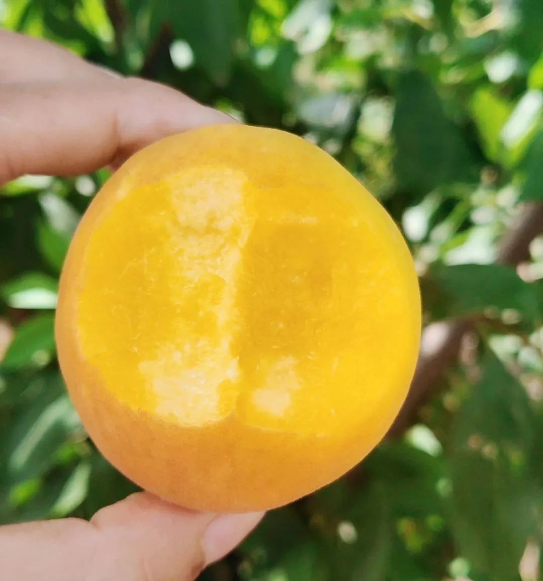 比黄桃罐头还好吃的 只有黄桃本桃了 黄桃 新浪财经 新浪网