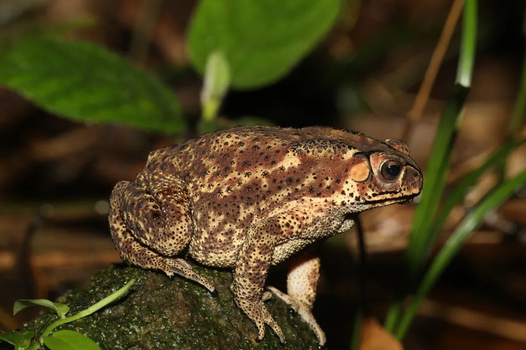 成年后的黑眶蟾蜍能在陆地上生活.用肺呼吸.南兆旭/摄
