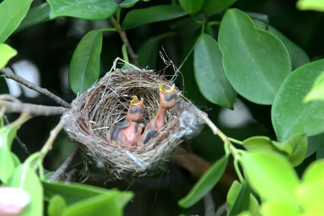 绣眼鸟搭建这个家要花10天左右.产卵,孵卵,养育下一代要30天左右.