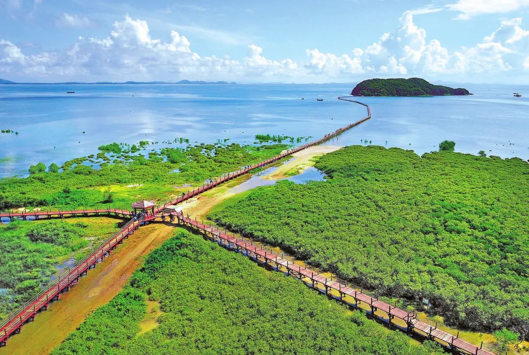 海陵岛红树林国家湿地公园 摄影/李向东