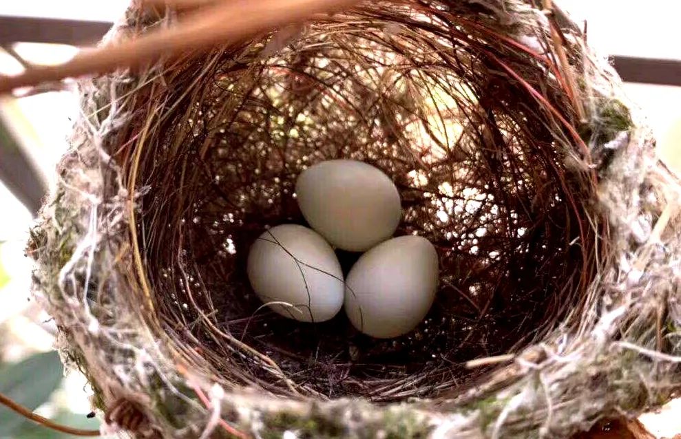 绣眼鸟搭建这个家要花10天左右.产卵,孵卵,养育下一代要30天左右.