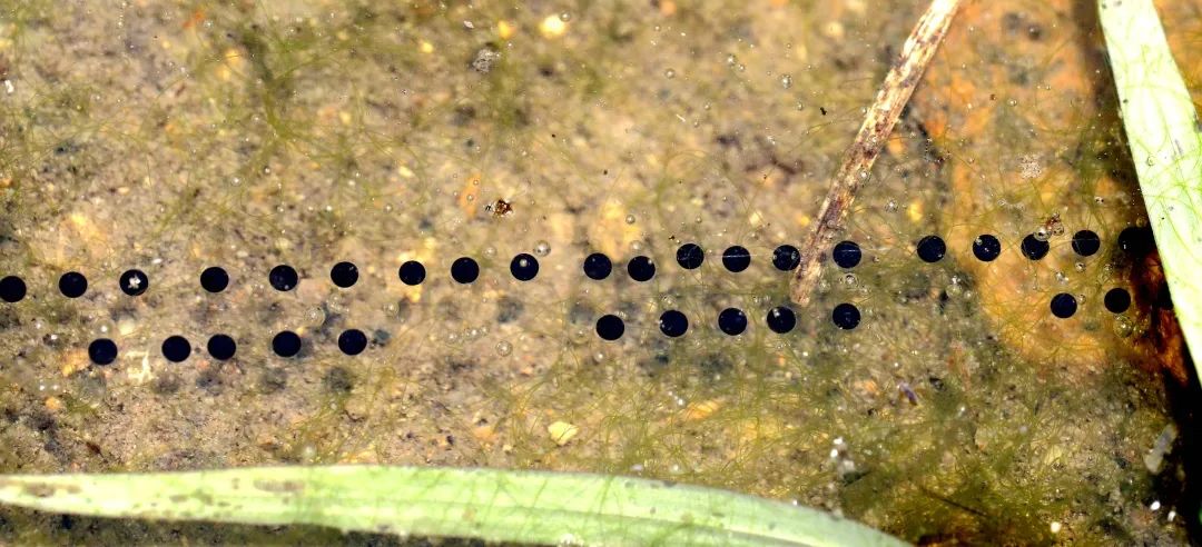 蟾蜍卵孵化过程图片