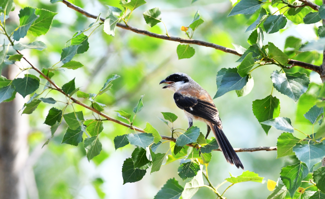 5月29日,在山东省滕州市西岗镇半阁村,一只伯劳鸟在枝头鸣叫.