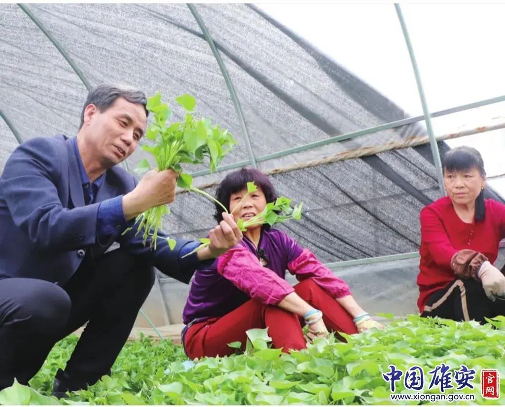 技术人员对甘薯新品种进行育种研发.雄县农业农村局供图