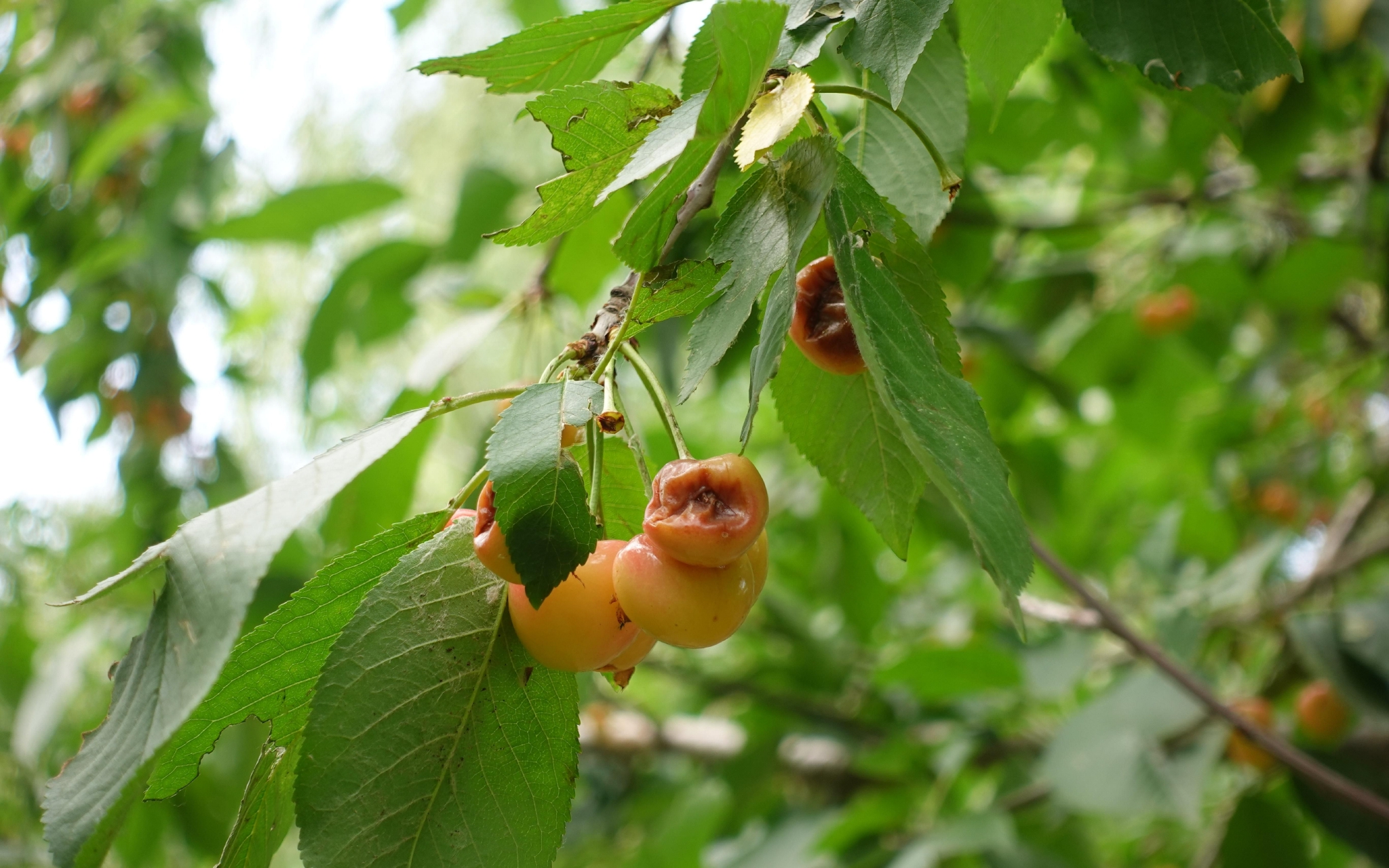 果园里受灾的樱桃.新京报记者 王巍 摄