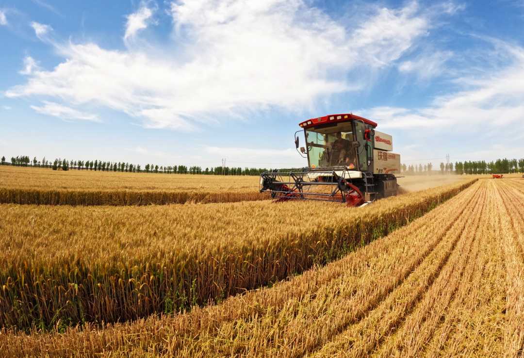 (组图)麦浪黄 收获忙|小麦_新浪财经_新浪网