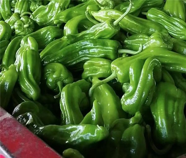 　　从明强种植专业合作社基地采摘的青椒,将通过美菜送到城市餐厅