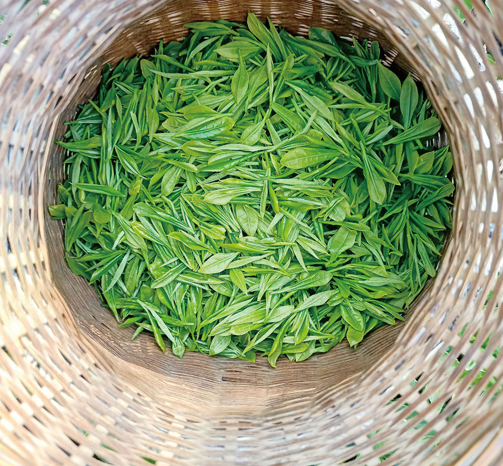 安徽省黄山地区培育茶叶新品牌