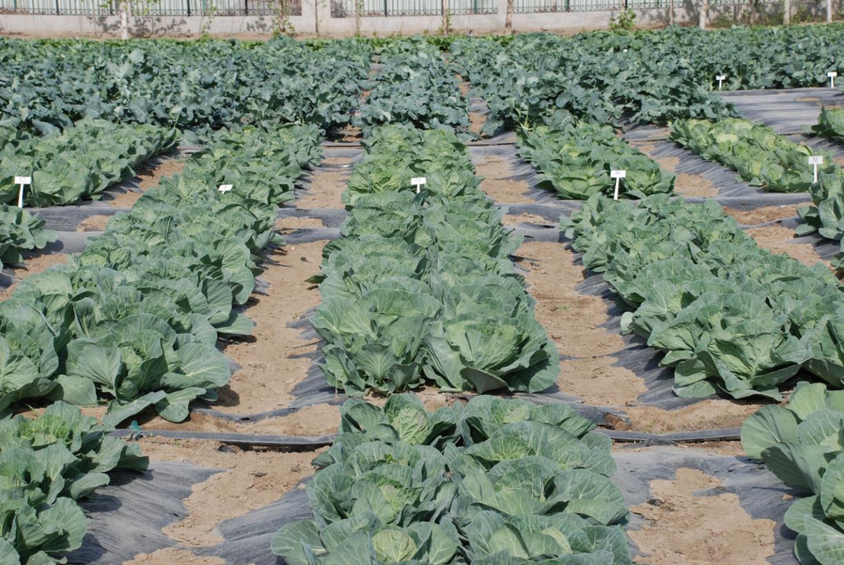 露地蔬菜覆盖黑地膜防草杂草是蔬菜生产的大敌.