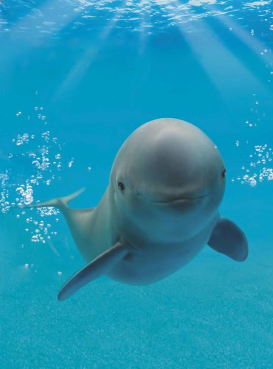 武汉启动"全民爱豚月",如何用技术保护仅剩1012只江豚?