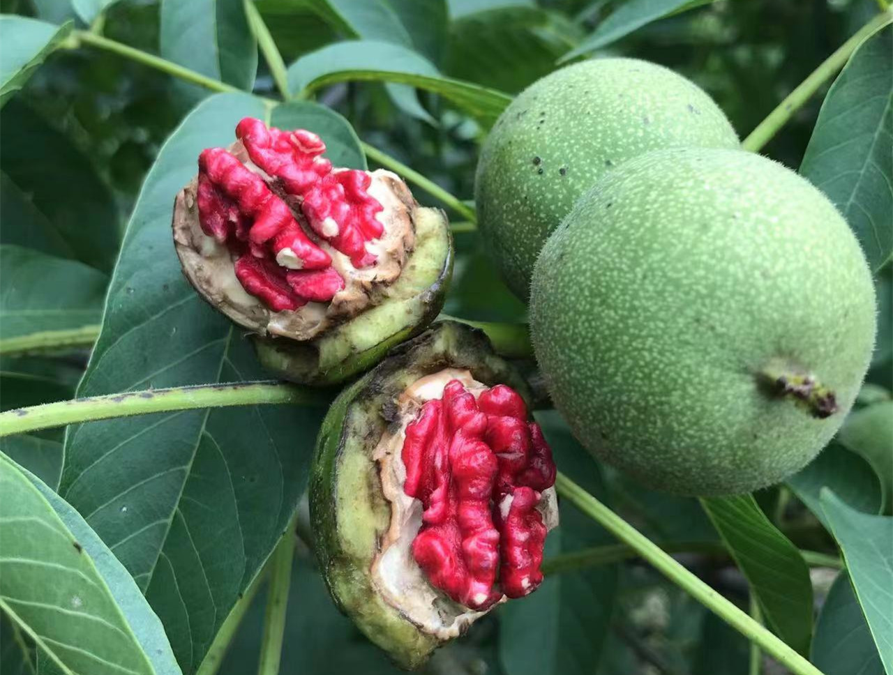 (综合体内的红仁核桃)