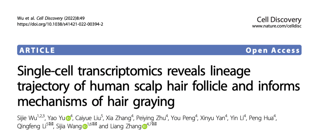 白发有救啦！新研究揭示头发变白的原因并找到干预靶点