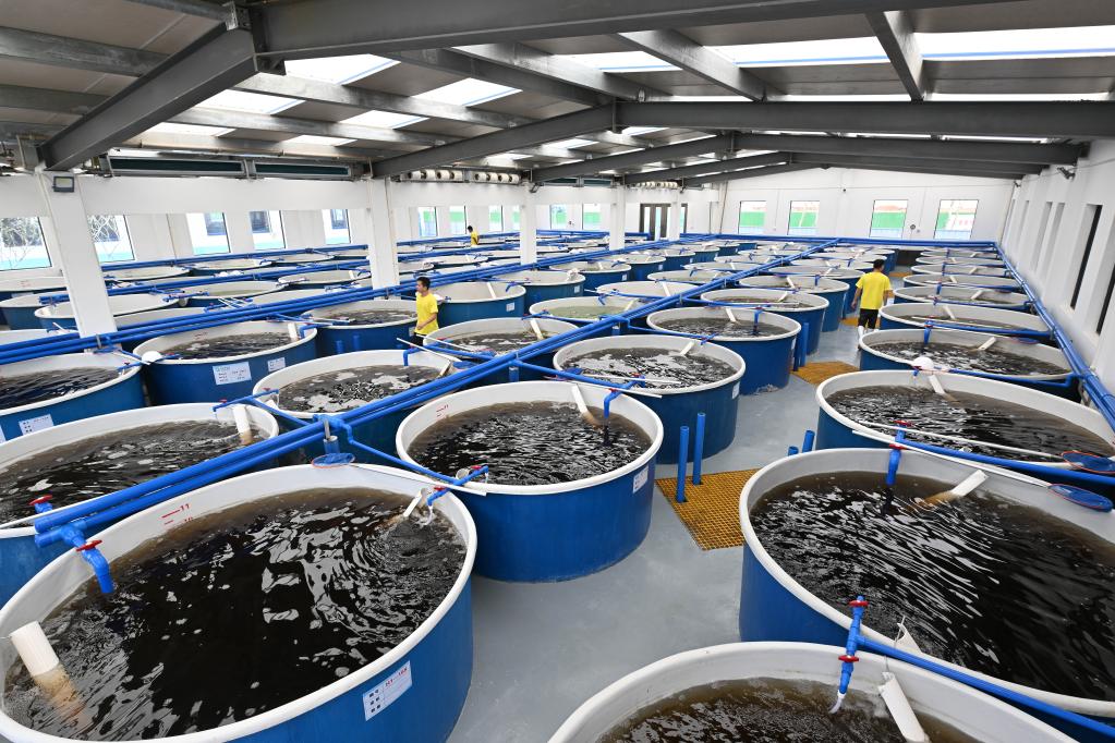 渤海水产建成的养殖车间.新华社记者郭程摄