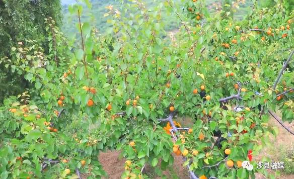 杏 福约定 涉县金灿灿 水嫩嫩的大甜杏熟啦 山西省 新浪财经 新浪网