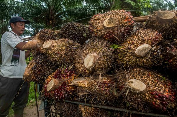 印度尼西亚北苏门答腊省的工人在搬运棕榈果(视觉中国)