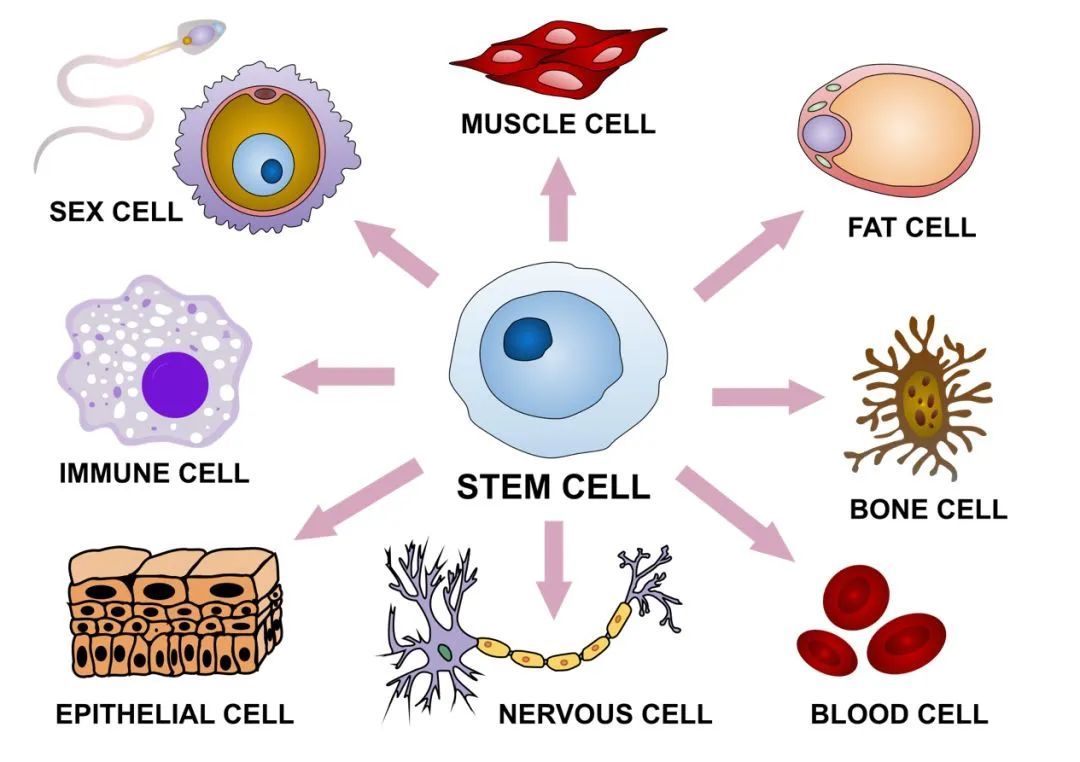 皮肤细胞“变身”肝细胞：成为什么细胞，我自己说了算