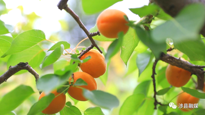 杏 福约定 涉县金灿灿 水嫩嫩的大甜杏熟啦 山西省 新浪财经 新浪网