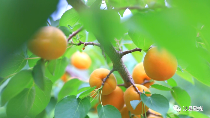杏 福约定 涉县金灿灿 水嫩嫩的大甜杏熟啦 山西省 新浪财经 新浪网