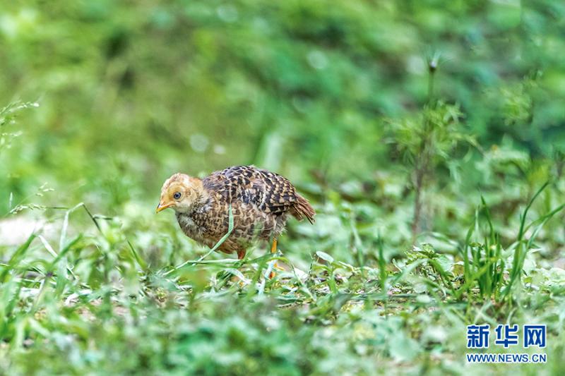 领略生物多样性之美红腹锦鸡小宝宝萌态十足