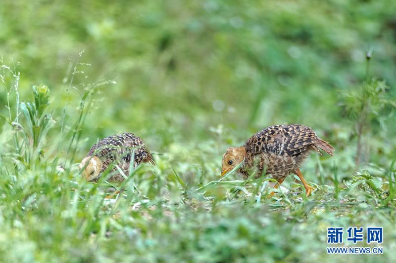 领略生物多样性之美红腹锦鸡小宝宝萌态十足