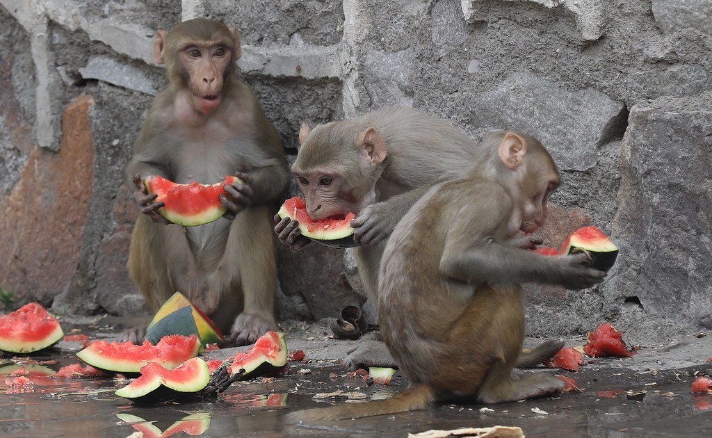 当地时间2022年6月7日,印度新德里,当地迎来高温,猴子吃西瓜喝水消暑.