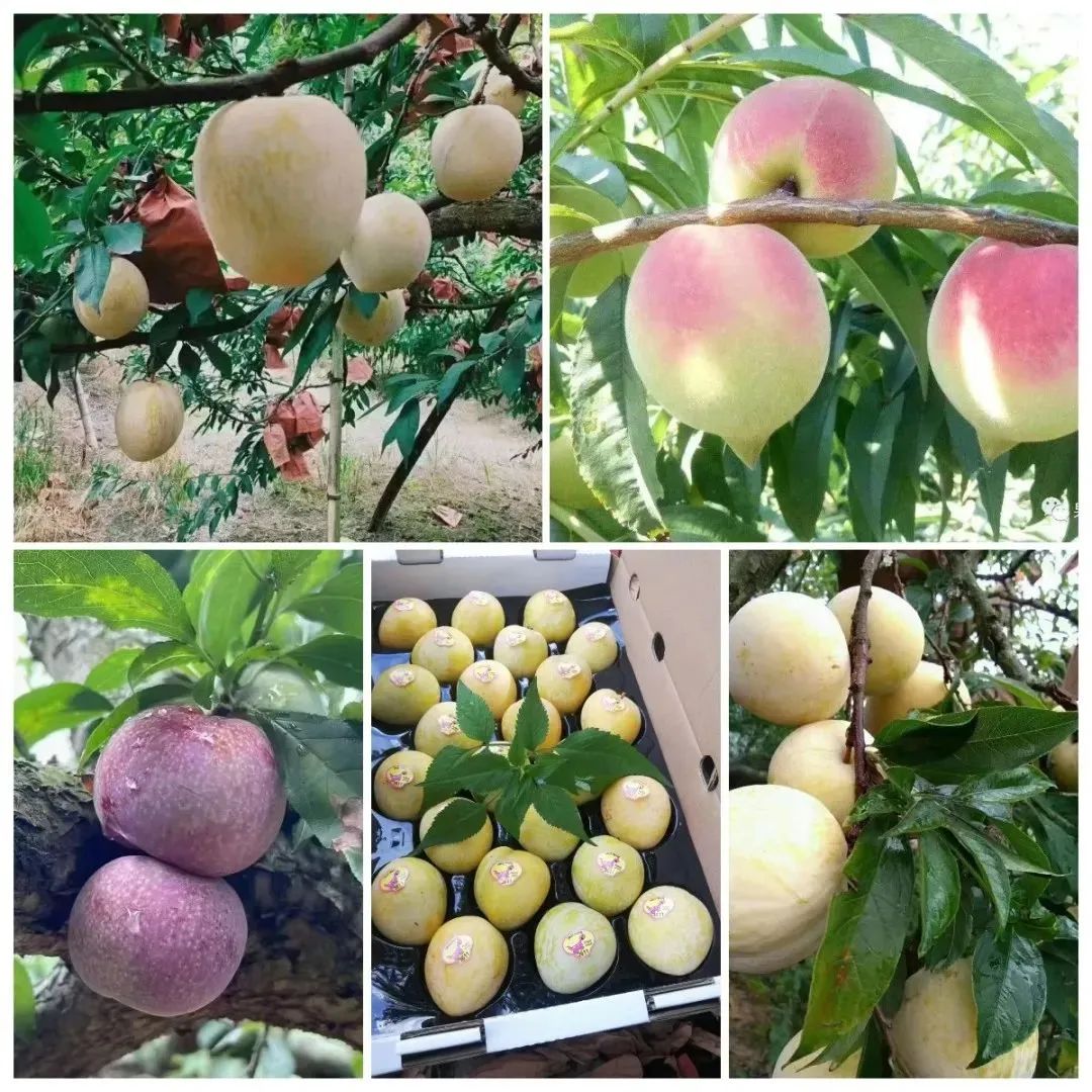 粤北农产品优鲜飞韶关丹霞机场迎来首个水果航运季