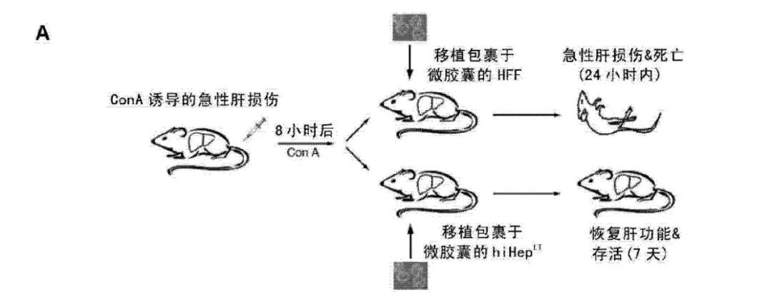 皮肤细胞“变身”肝细胞：成为什么细胞，我自己说了算