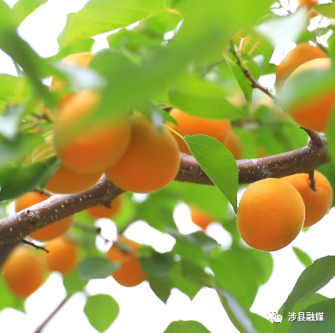 杏 福约定 涉县金灿灿 水嫩嫩的大甜杏熟啦 山西省 新浪财经 新浪网