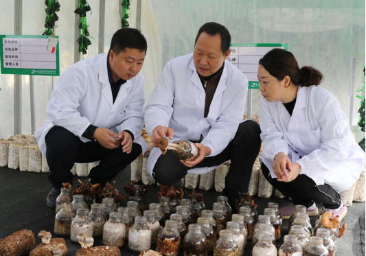 　　王绍柏教授(中)指导科技人员进行蜜环菌子实体诱导试验