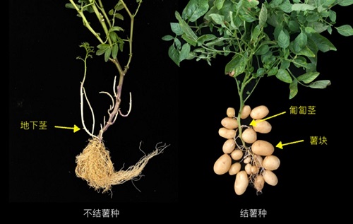 泛基因组赋能未来作物育种的基石